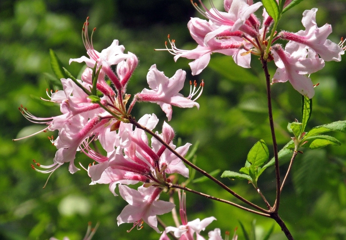 Azalea - Rhododendron periclymenoides 'Pinxter-bloom' from How Sweet It Is