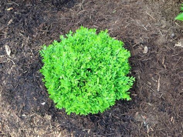 Boxwood - Buxus sinica insularis 'Franklin's Gem' from How Sweet It Is