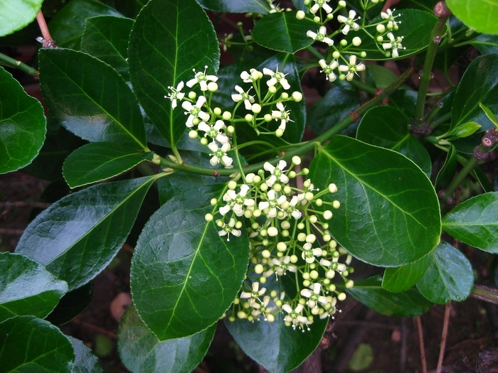 Euonymus - Euonymus kiautschovicus 'Manhattan' from How Sweet It Is