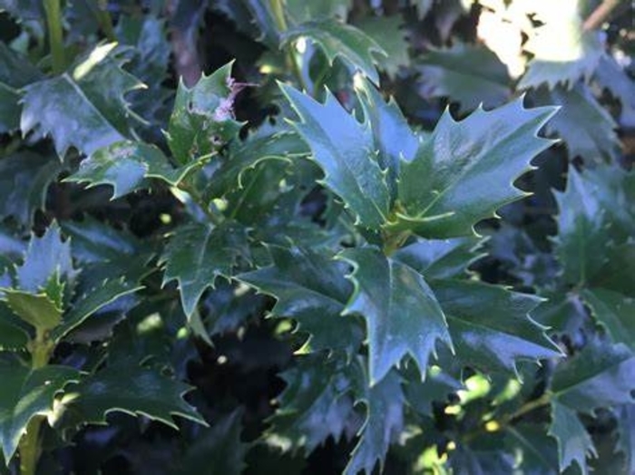 Holly - Ilex magiana 'Acadiana' from How Sweet It Is