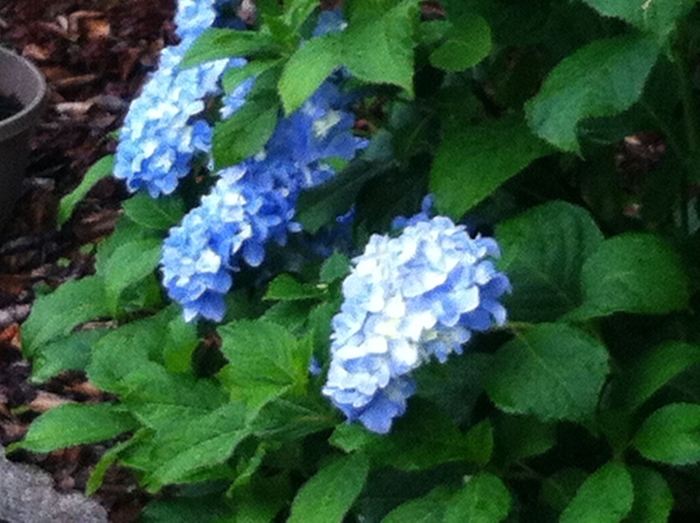 Hydrangea - Hydrangea macrophylla 'Glory Blue' from How Sweet It Is