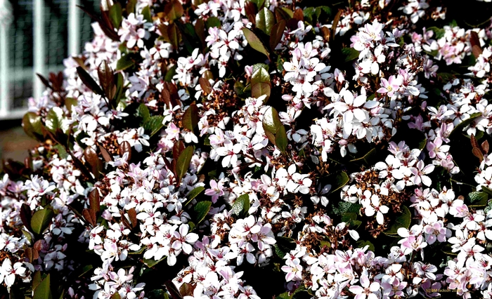 Indian Hawthorne - Rhaphiolepis indica 'Dwarf Pink' from How Sweet It Is