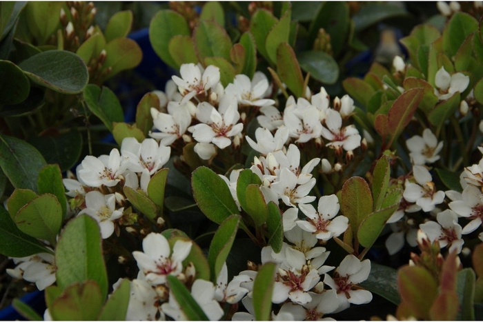 Indian Hawthorne Olivia - Rhaphiolepis indica 'Conica' from How Sweet It Is