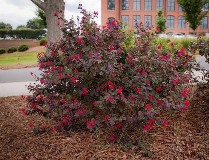 Loropetalum - Loropetalum chinense 'Chang Nian Hong' from How Sweet It Is