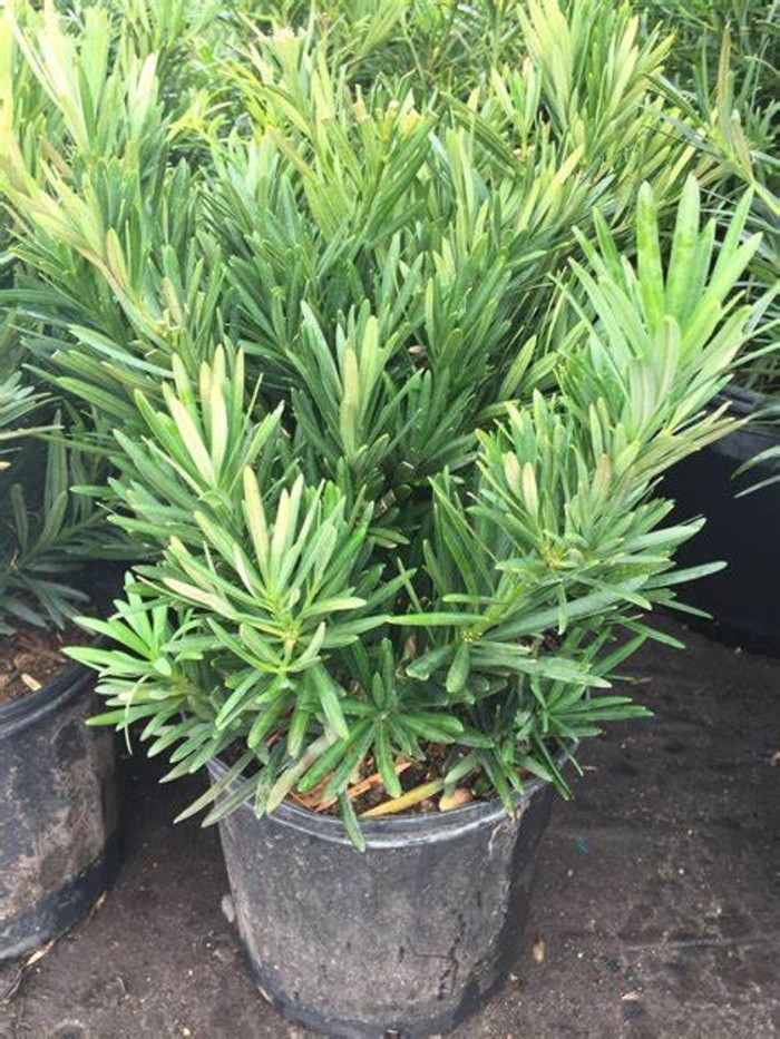 Yew - Podocarpus macrophyllus 'Pringles Dwarf' from How Sweet It Is