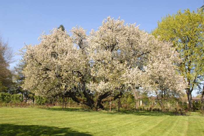 Black Cherry - Prunus serotina from How Sweet It Is