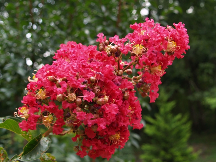 Crape Myrtle - Lagerstroemia indica x faueri 'Arapaho' from How Sweet It Is