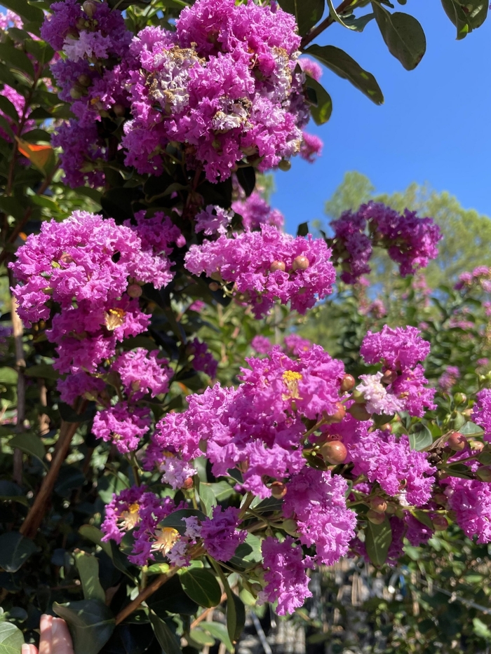 Crape Myrtle - Lagerstroemia indica 'Autaugaville' from How Sweet It Is