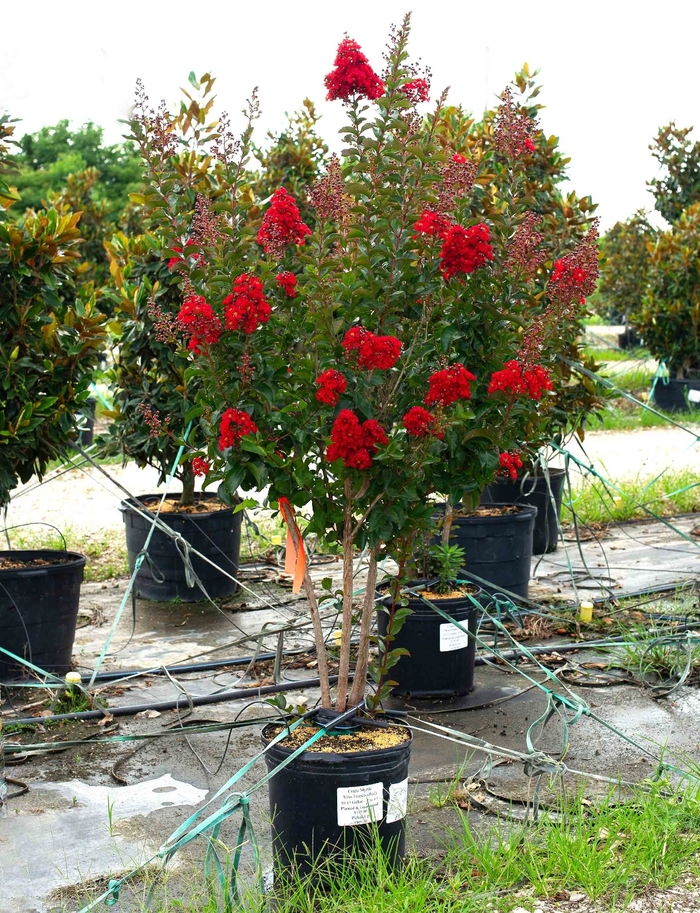 Crape Myrtle - Lagerstroemia indica 'Miss Frances' from How Sweet It Is