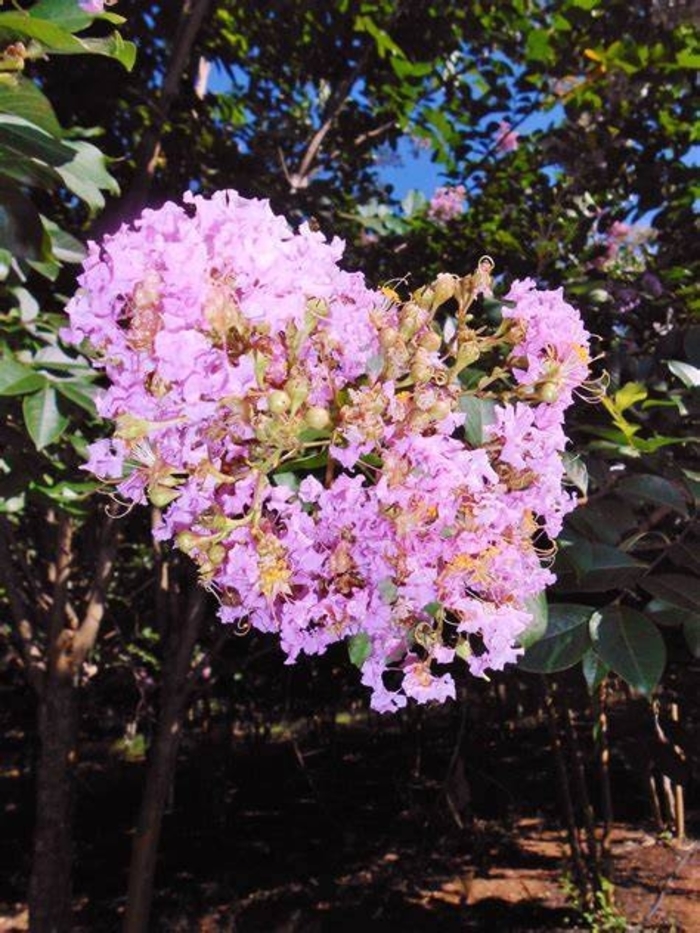 Crape Myrtle - Lagerstroemia indica x faueri 'Muskogee' from How Sweet It Is