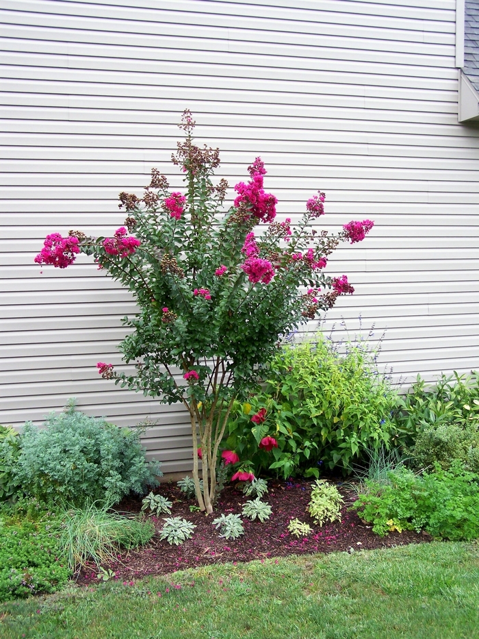 Crape Myrtle - Lagerstroemia indica 'Pink Velour' from How Sweet It Is