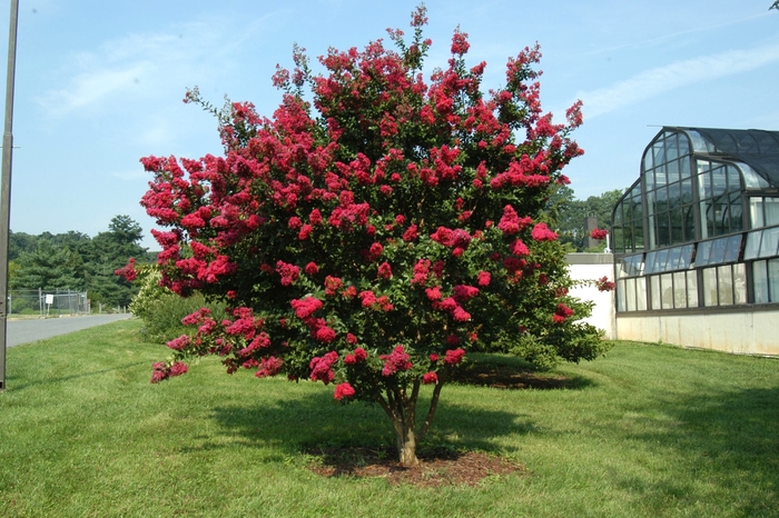 Crape Myrtle - Lagerstroemia indica x faueri 'Tonto' from How Sweet It Is