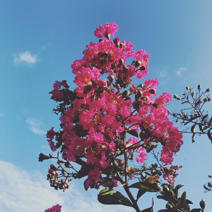 Crape Myrtle - Lagerstroemia indica x faueri 'Tuskegee' from How Sweet It Is