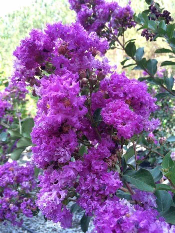 Crape Myrtle - Lagerstroemia indica 'Twilight' from How Sweet It Is