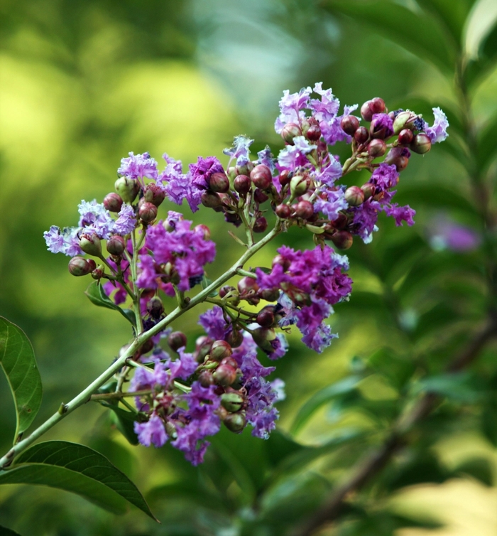 Crape Myrtle - Lagerstroemia indica x faueri 'Zuni' from How Sweet It Is