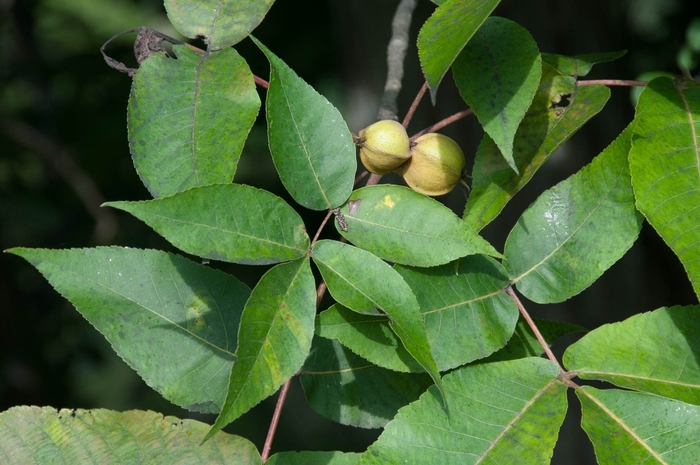 Pignut Hickory - Carya glabra from How Sweet It Is