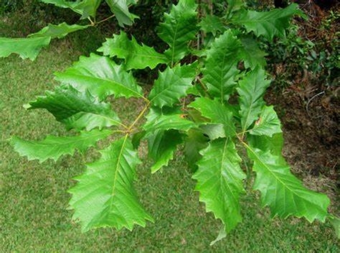 Oak - Quercus michauxii 'Swamp Chestnut' from How Sweet It Is