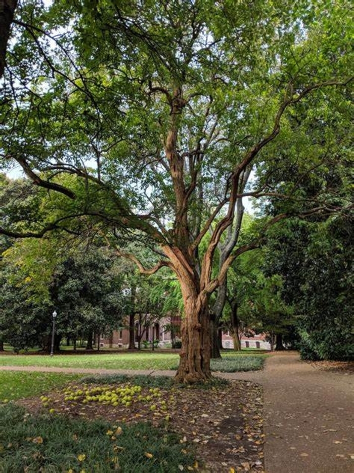 Osage Orange - Maclura pomifera from How Sweet It Is