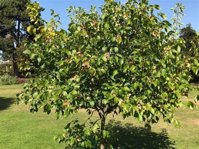 Wafer Ash - Ptelea trifoliata from How Sweet It Is