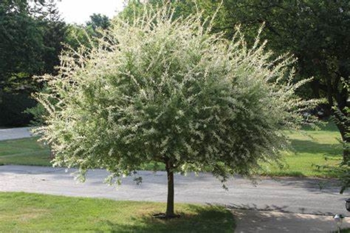 Willow Dappled - Salix integra 'Hakuro Nishiki' from How Sweet It Is