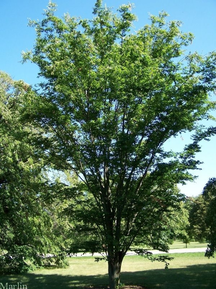 Zelkova - Zelkova serrata 'Green Vase' from How Sweet It Is