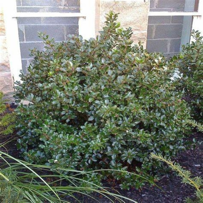 Holly - Ilex meserveae 'Blue Prince' from How Sweet It Is