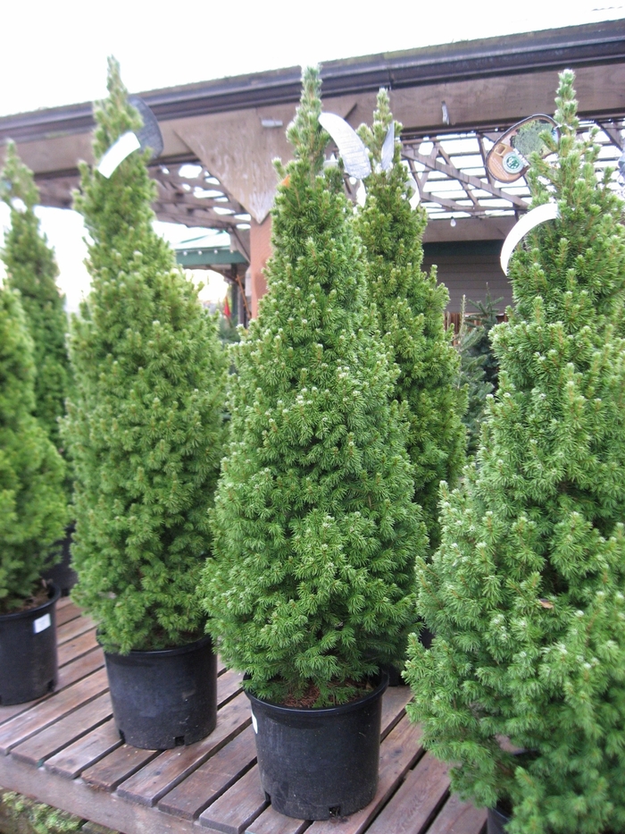 Spruce - Picea glauca 'Alberta Blue' from How Sweet It Is