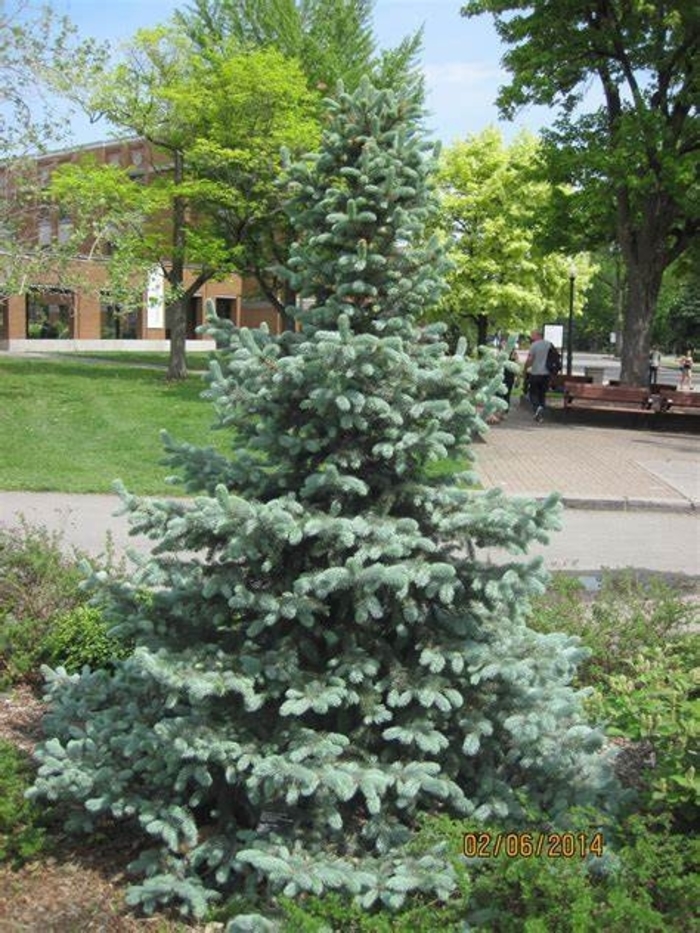 Spruce - Picea pungens 'Baby Blue Eyes' from How Sweet It Is