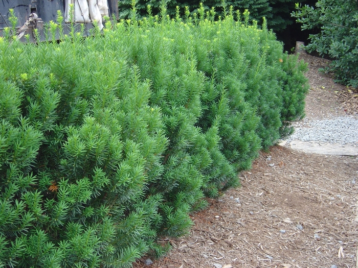 Yew - Taxus x media 'Densiformis' from How Sweet It Is