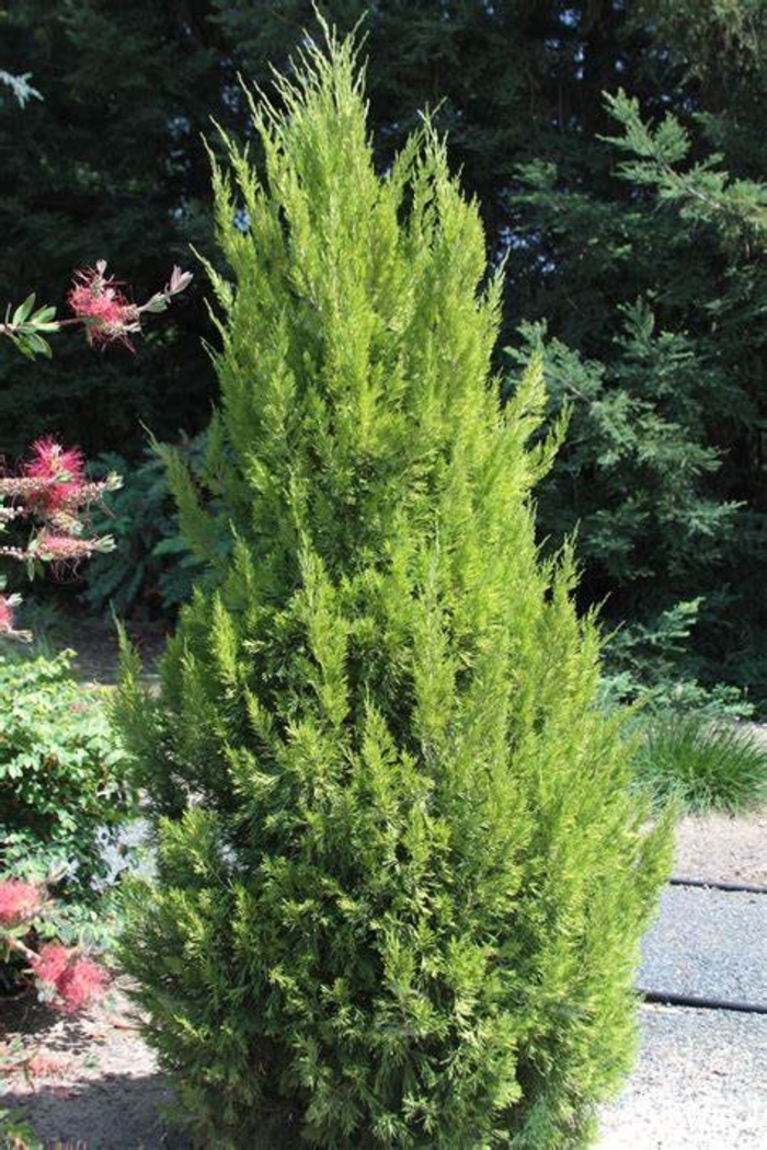 Juniper - Juniperus chinensis 'Spartan' from How Sweet It Is