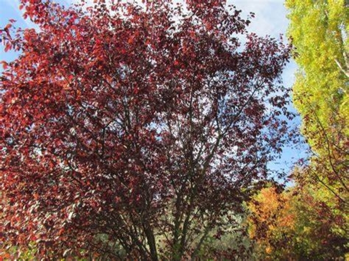  Cherry Plum - Prunus cerasifera 'Thundercloud' from How Sweet It Is