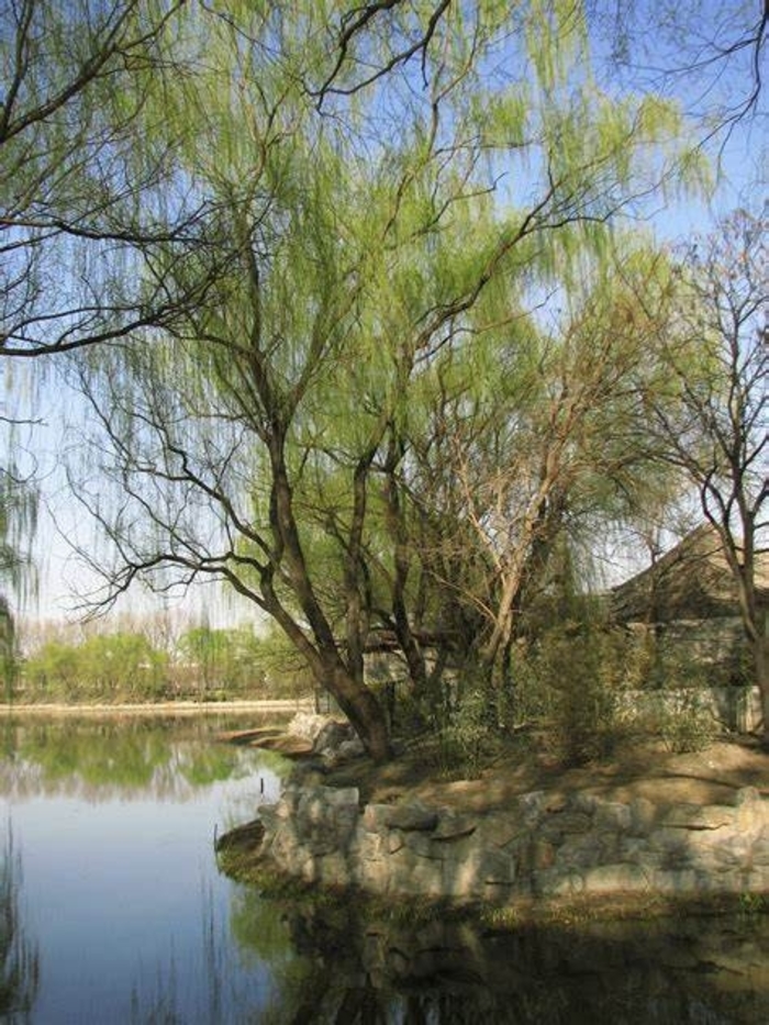 Willow - Salix matsudana 'Tortuosa' from How Sweet It Is