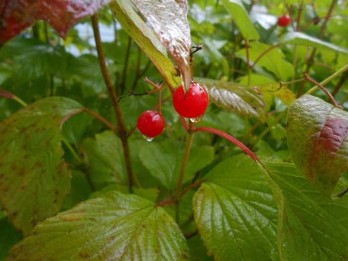 Viburnum - Viburnum trilobum 'Wentworth' from How Sweet It Is