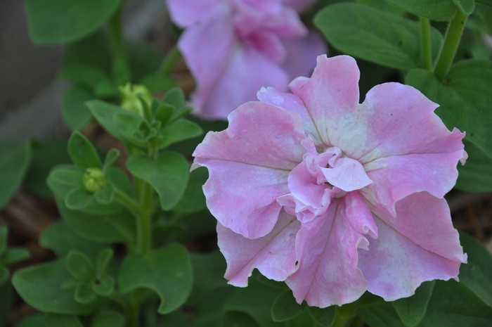 Petunia - Petunia hybrida Double Madness™ Rose from How Sweet It Is