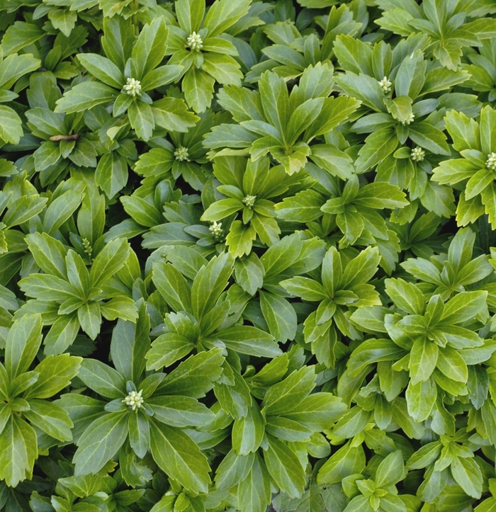 Pachysandra - Pachysandra terminalis 'Green Sheen' from How Sweet It Is