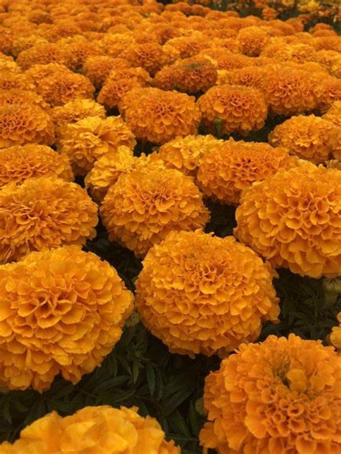 Marigold - Tagetes erecta 'Antigua Orange' from How Sweet It Is