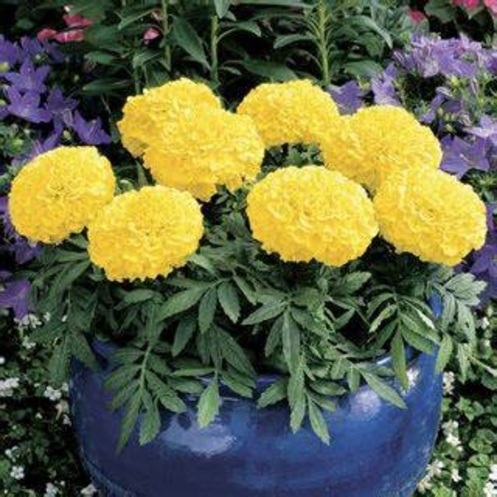 Marigold - Tagetes erecta 'Antigua Yellow' from How Sweet It Is