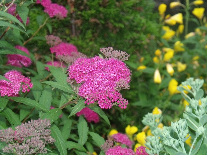 Spirea - Spiraea japonica 'Anthony Waterer' from How Sweet It Is