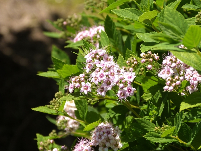 Spirea - Spiraea japonica 'Little Princess' from How Sweet It Is