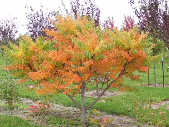 Staghorn Sumac - Rhus typhina from How Sweet It Is