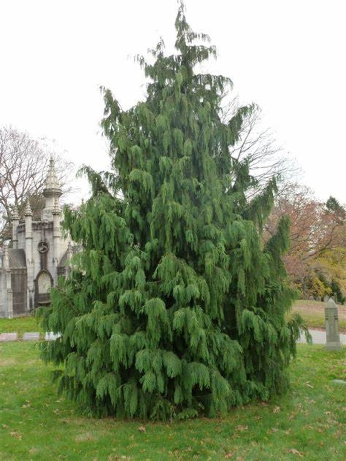 Cedar - Chamaecyparis nootkatensis 'Glauca Pendula' from How Sweet It Is