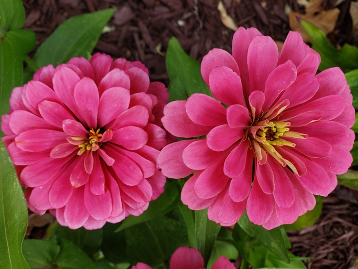 Zinnia - Zinnia elegans 'Magellan Cherry' from How Sweet It Is