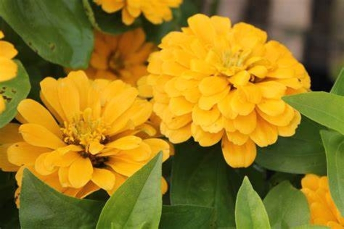 Zinnia - Zinnia elegans 'Magellan Yellow' from How Sweet It Is