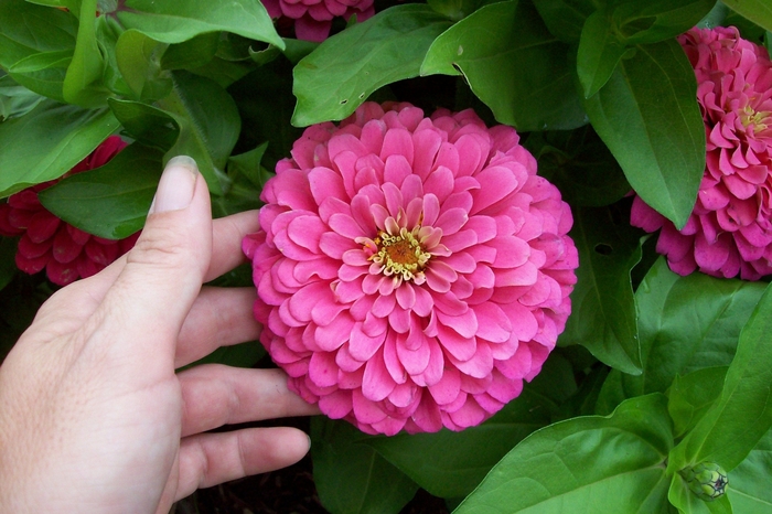 Zinnia - Zinnia elegans 'Magellan Pink' from How Sweet It Is