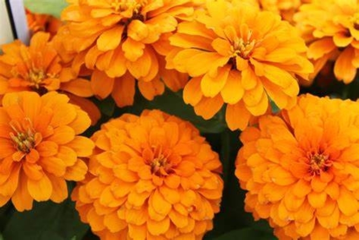 Zinnia - Zinnia elegans 'Magellan Orange' from How Sweet It Is