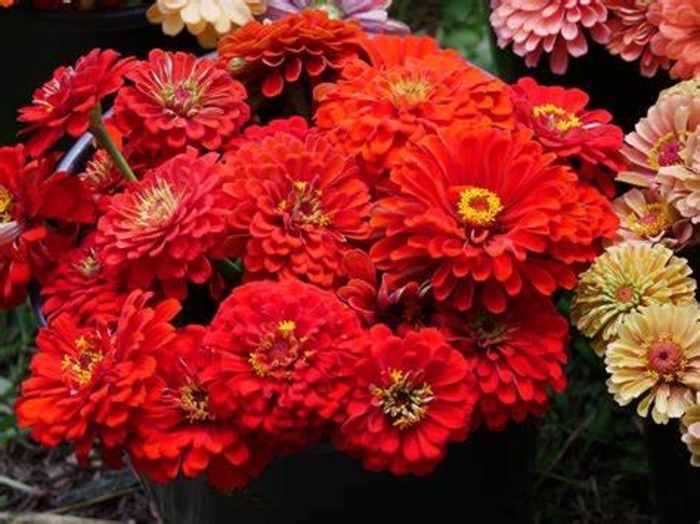 Zinnia - Zinnia elegans 'Magellan Scarlet' from How Sweet It Is