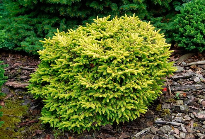 Spruce - Picea orientalis 'Tom Thumb' from How Sweet It Is