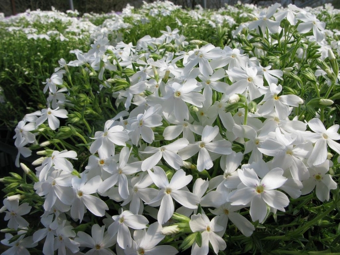 Phlox - Phlox subulata 'White Delight' from How Sweet It Is