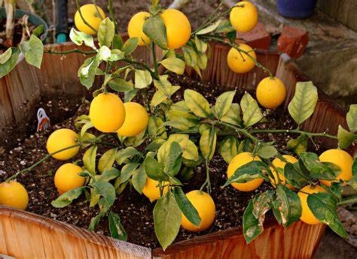 Lemon Tree - Citrus meyeri 'Improved' from How Sweet It Is