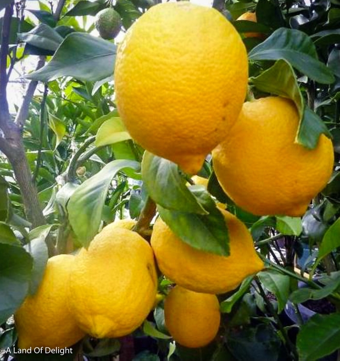 Lemon Tree - Citrus limon 'Ponderosa' from How Sweet It Is